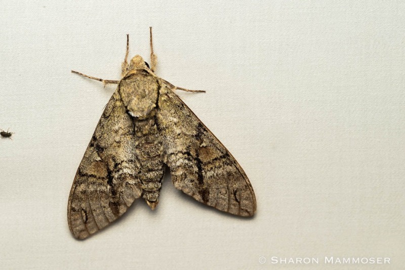 An unidentified sphinx moth