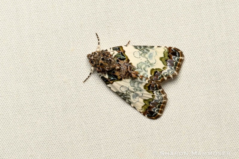 Tufted bird-dropping moth