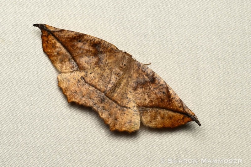 A curved-toothed geometer moth