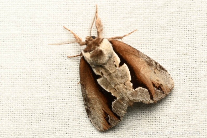 A double-toothed prominent moth