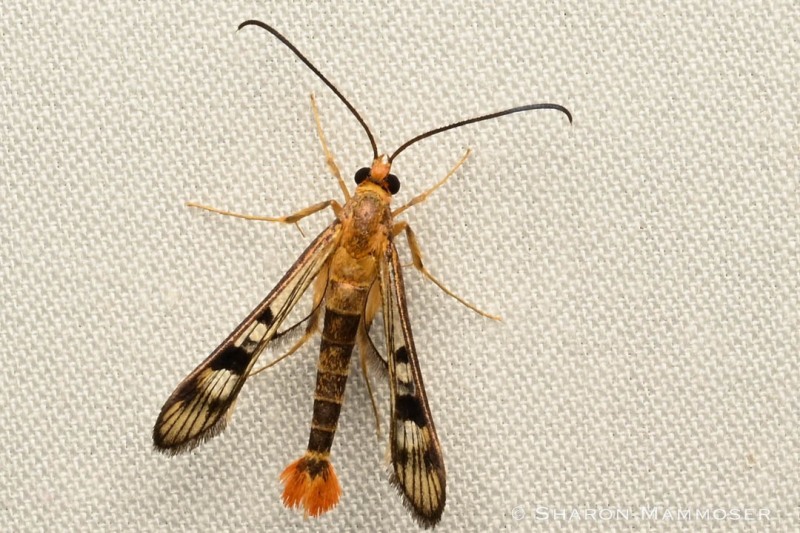 A maple callus borer moth