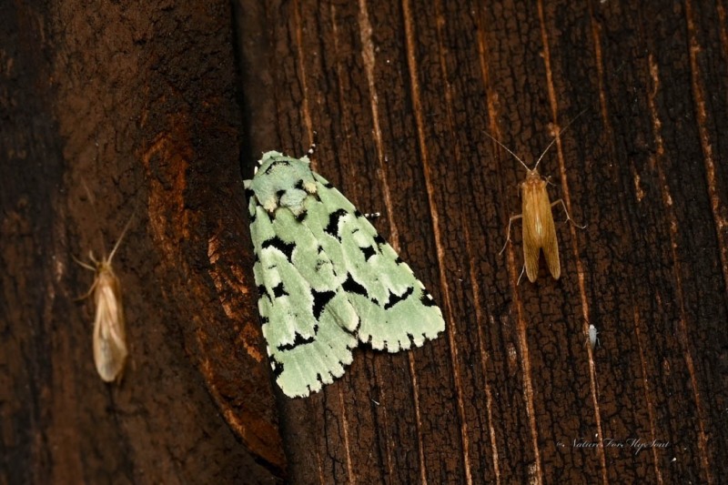 A green marvel moth