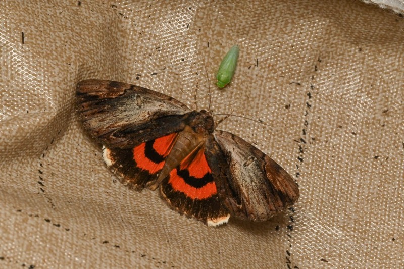 Ultronia underwing moth