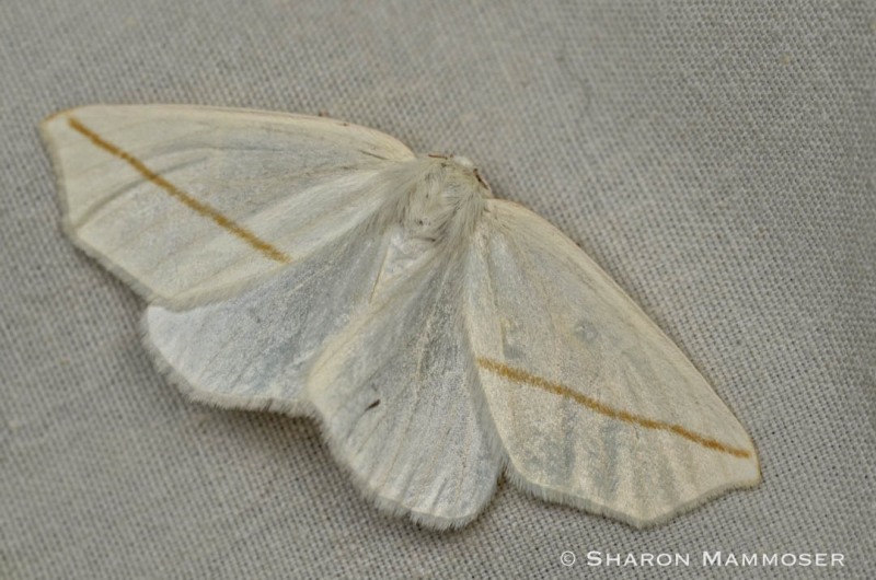 A white slant-line moth