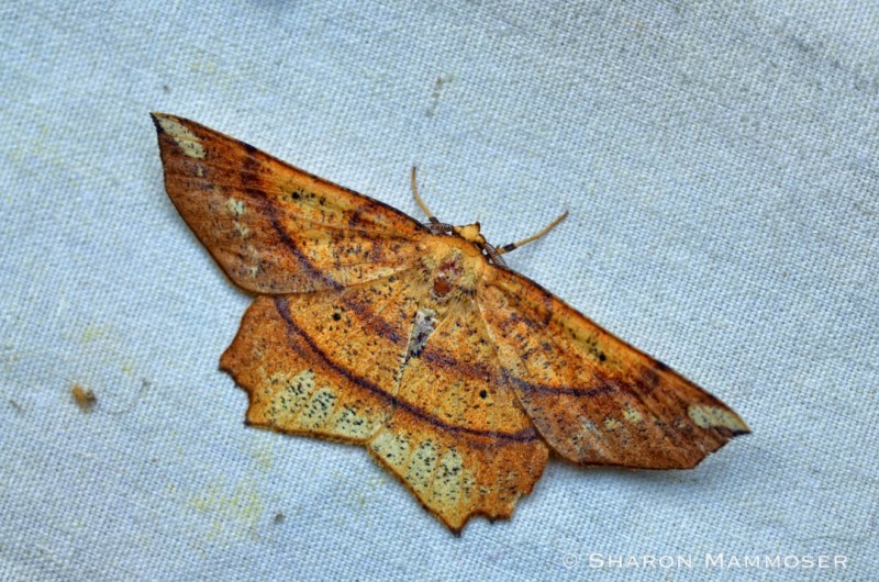A deep yellow euchlaena moth