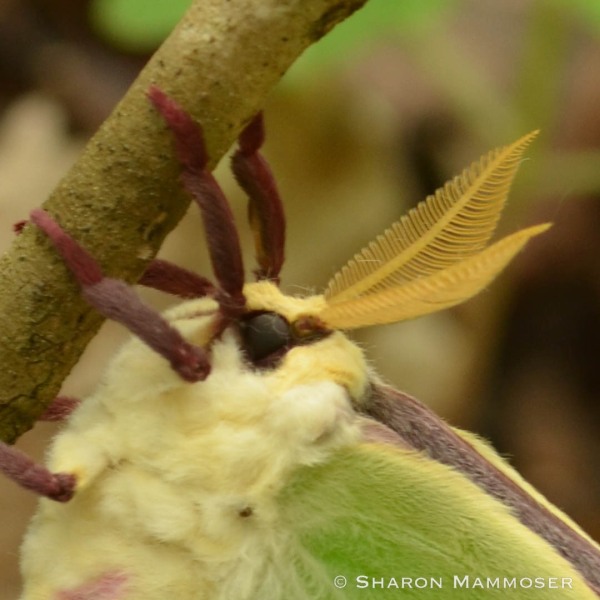 A male Luna Moth antennae