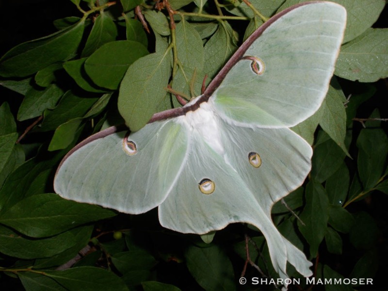 A female Luna Moth, notice the less feathery antennae