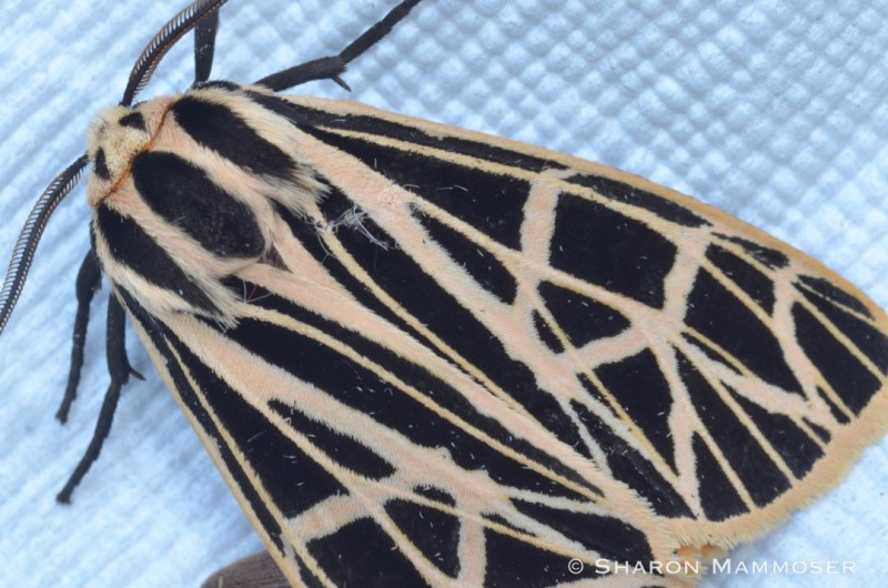 A virgin tiger moth