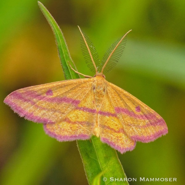 Chickweed geometer moth, Haematopis grataria