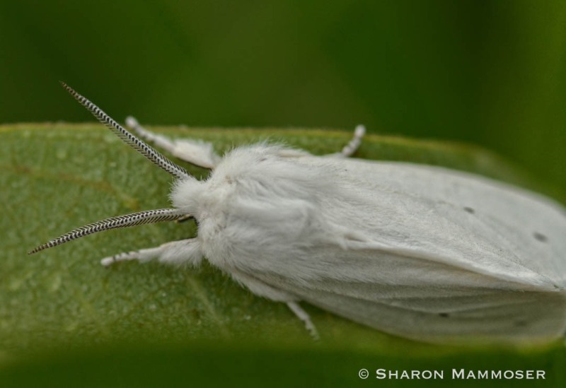 An unidentified moth
