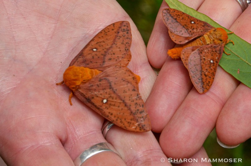 Two spiny oak worm moths, male and female