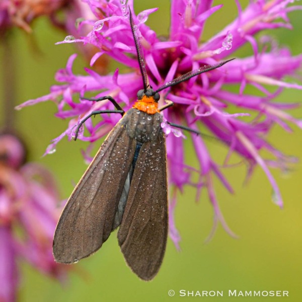 A yellow-collared scape moth