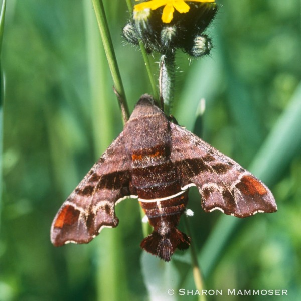 A Nessus sphinx moth
