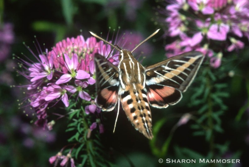 A two-lined sphinx moth