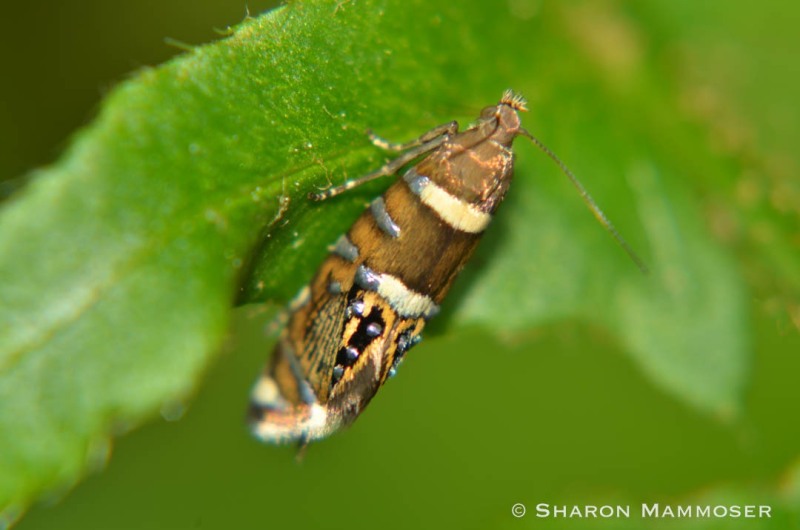 A moth in the genus Glyphipterix