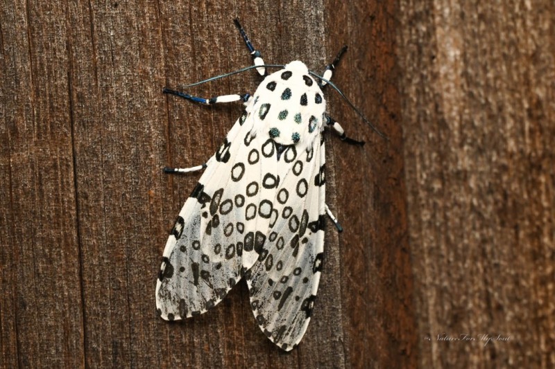 A giant leopard moth