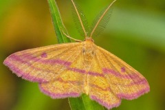 Chickweed geometer moth, Haematopis grataria