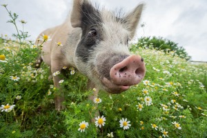 Pigs