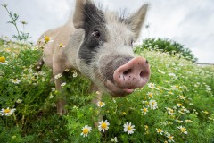 A rescued pig in pastures full of chamomile at Farm Sanctuary. Watkins Glen, New York, USA, 2018. Jo-Anne McArthur / We Animals