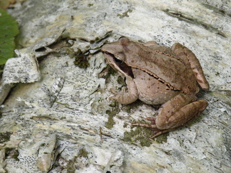 Adult-Wood-Frog