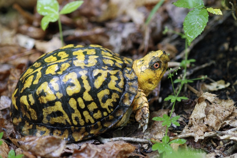 A Box Turtle in the Leaves