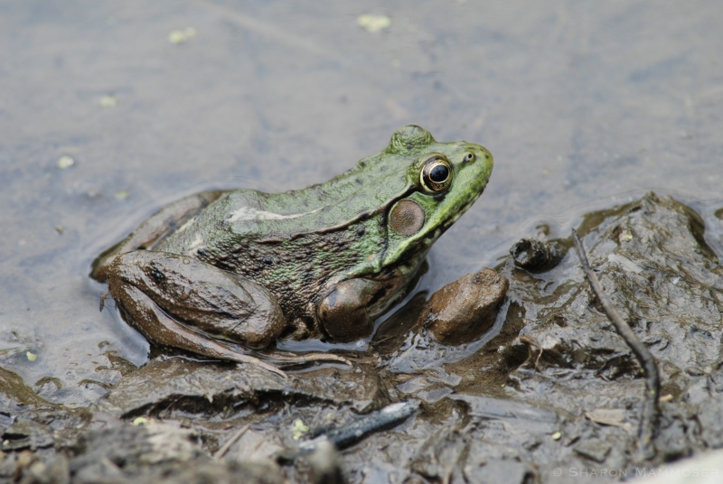 A Green Frog at the Pond