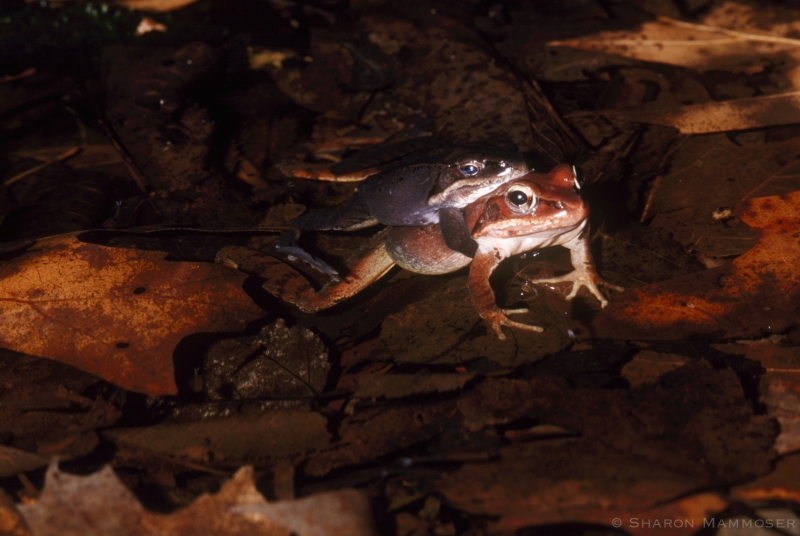 Mating Wood Frogs