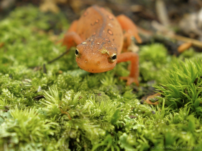 Red-Spotted Newt on Moss