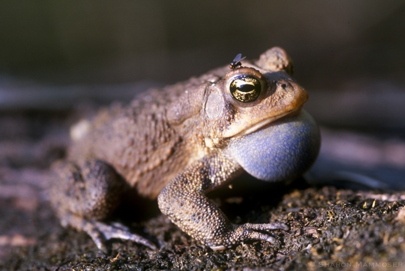 An American Toad Singing