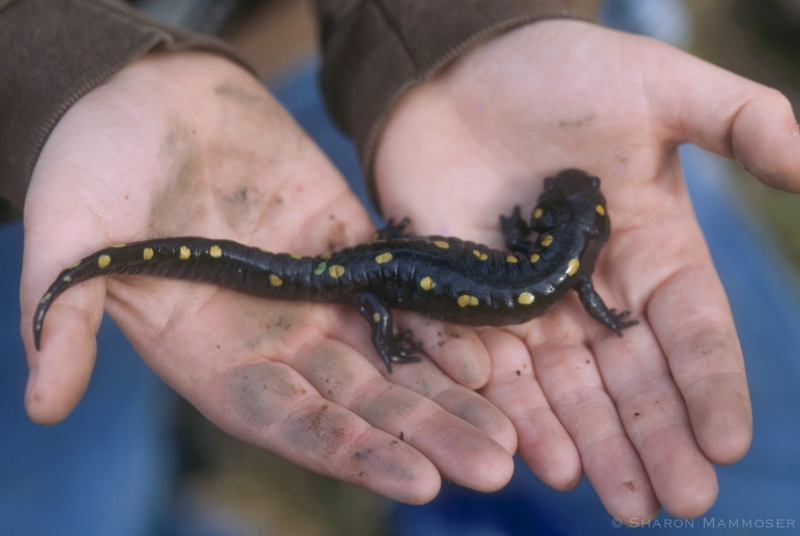 Holding a Spotted Salamander