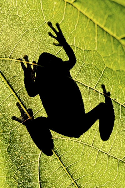Gray Tree Frog on the Back of a Leaf