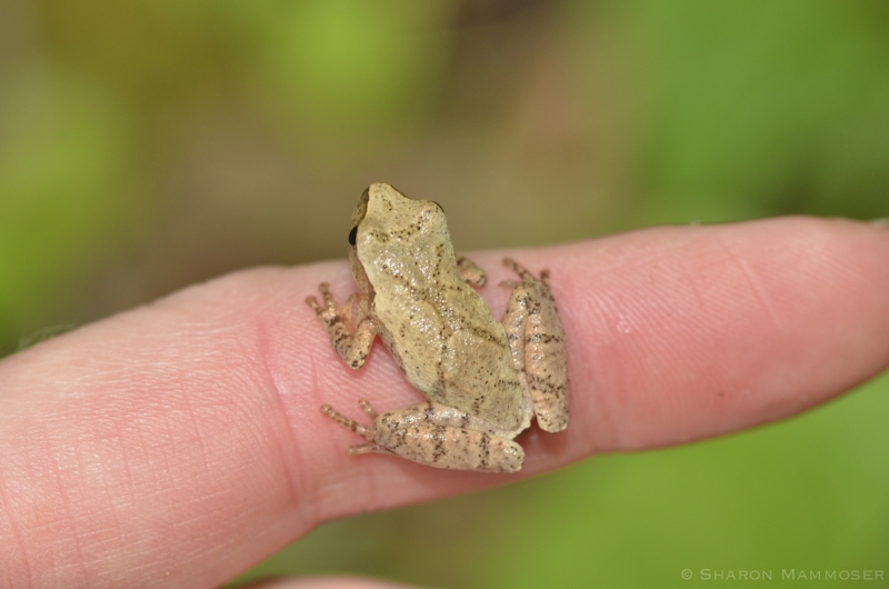 A Spring Peeper is Tiny!