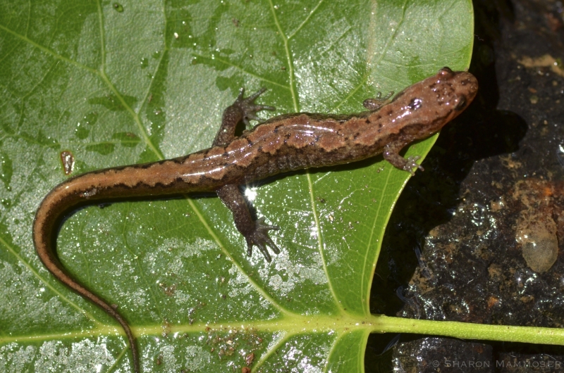 Dusky Salamander on a Leaf