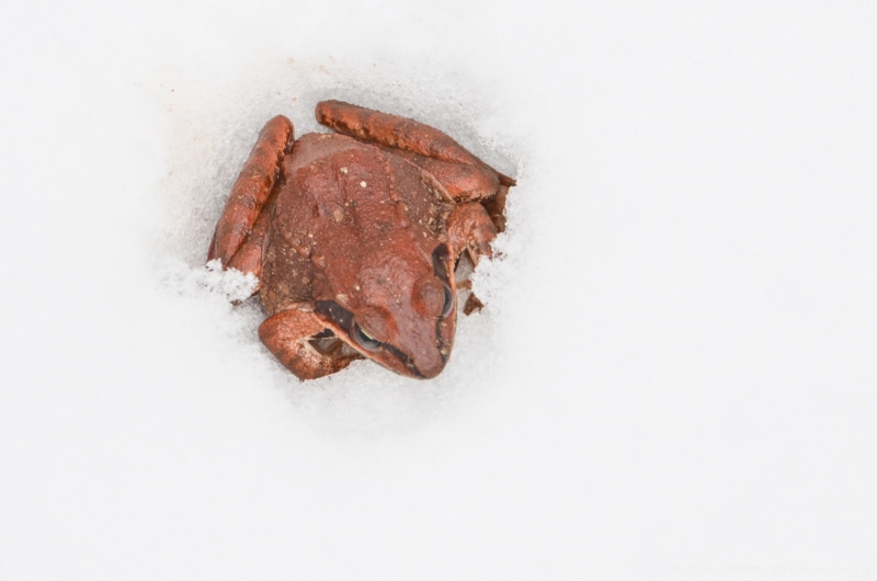 Wood Frog Caught in the Snow!