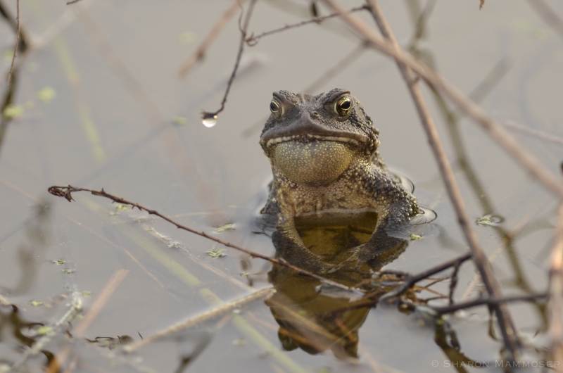 A Calling Male Toad