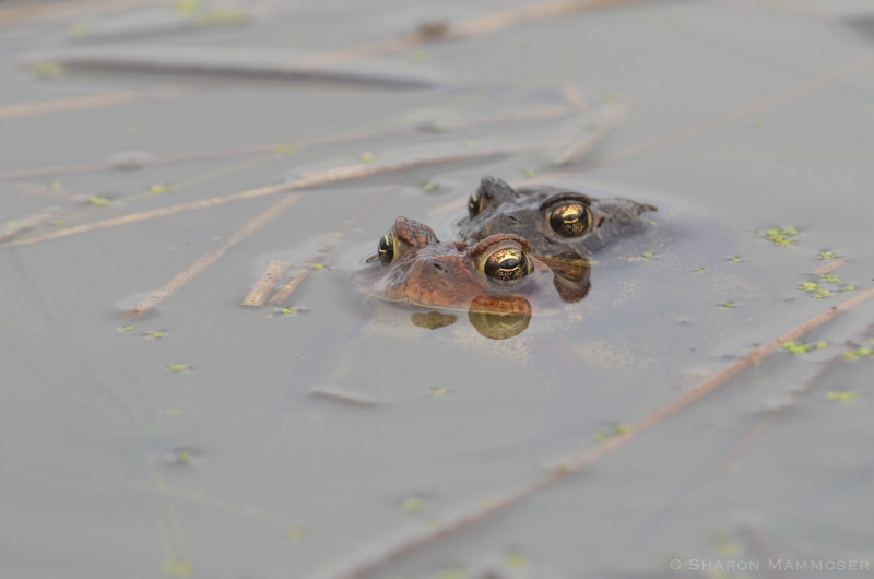Mating American Toads