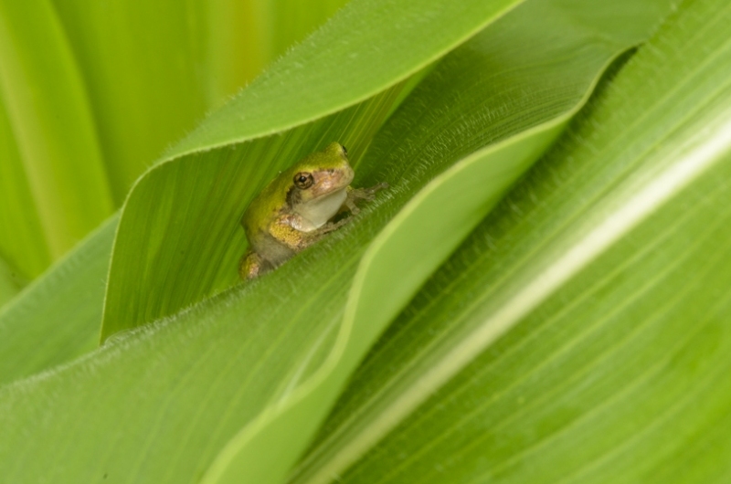 A Gray Tree Frog Hiding in a Leaf