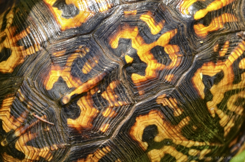Close-up of a Box Turtle Shell