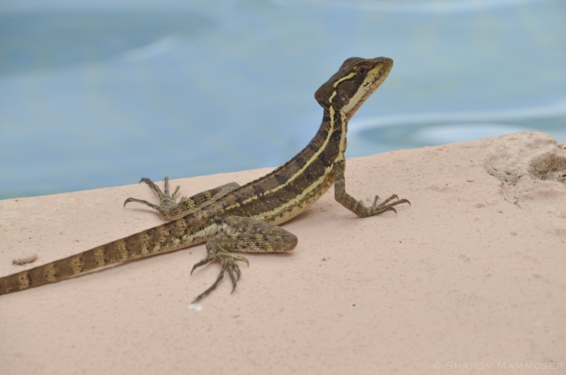 A Lizard in Panama