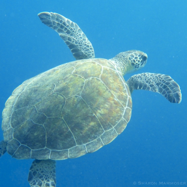 A Sea Turtle in Bonaire