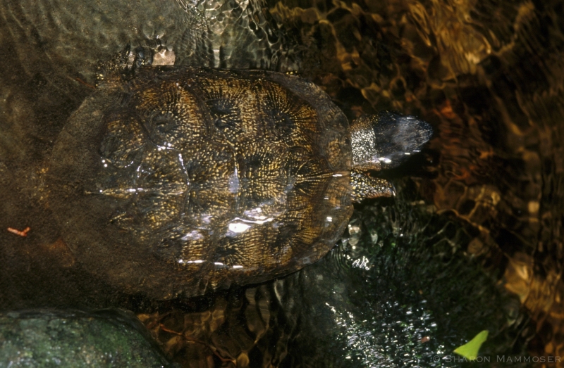 A Wood Turtle in a Creek