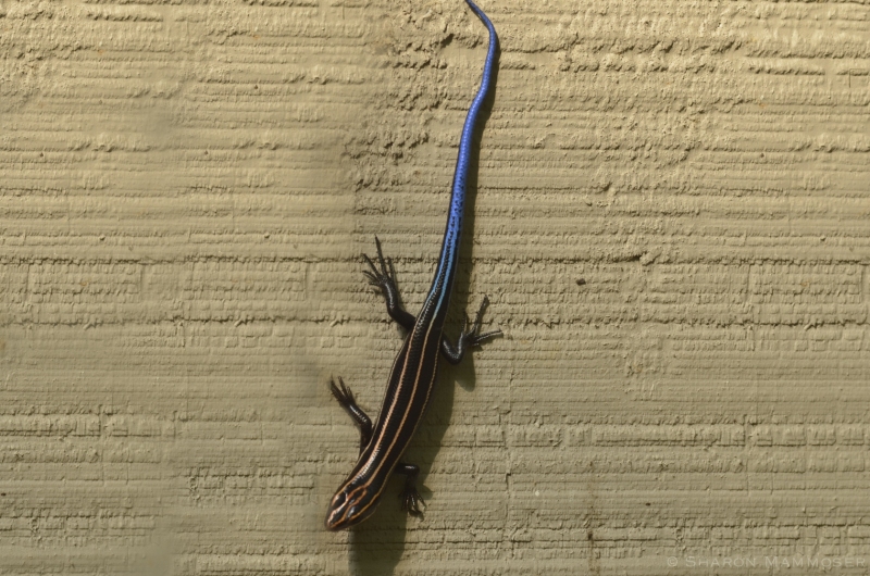 A Blue-Tailed Skink