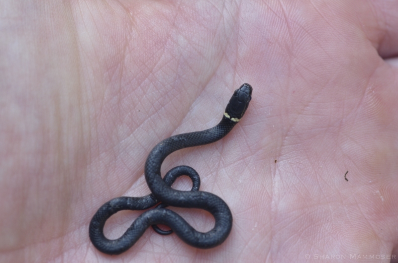Holding a Ring-Neck Snake