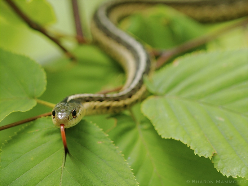 A Garter Snake Smells the Air