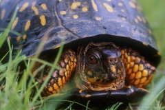 A Box Turtle in the Grass