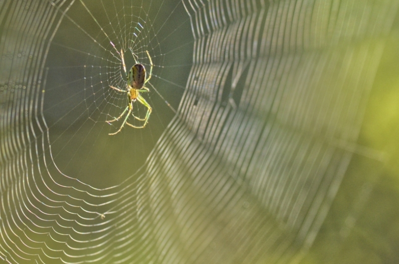 An Orchard Orbweaver in her web
