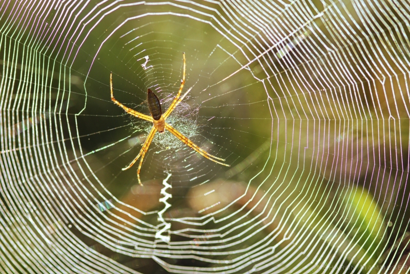 Garden Spider in its web