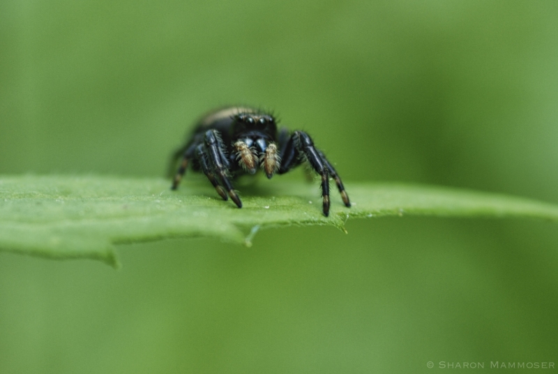 A Jumping Spider on a leaf
