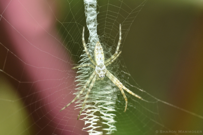A Garden Spider in its web
