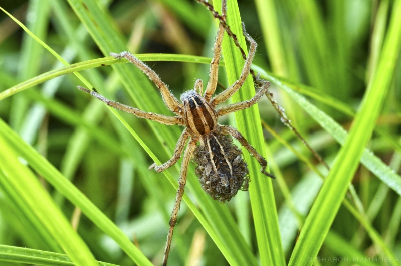 A Rabid Wolf Spider with babies